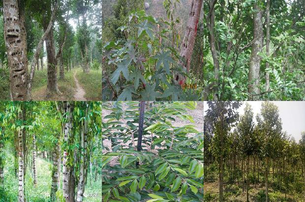 奇楠沉香树怎样种植及要求34条介绍1664382483697