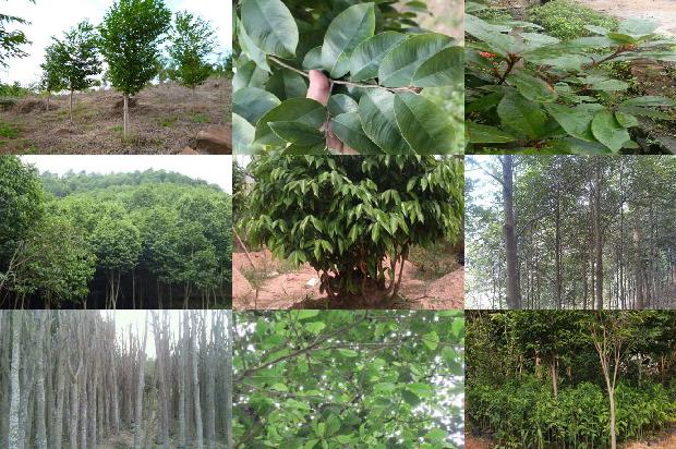 奇楠沉香树怎样种植及要求34条介绍1664382483703