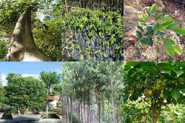 奇楠沉香树耐寒吗26条介绍，来看看有哪些