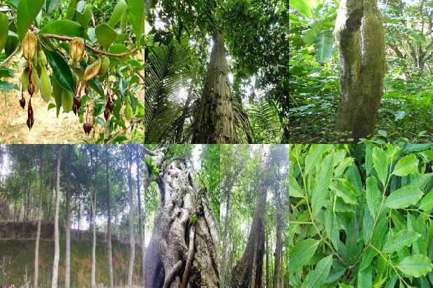 奇楠沉香树耐寒吗26条介绍，来看看有哪些1664382491950