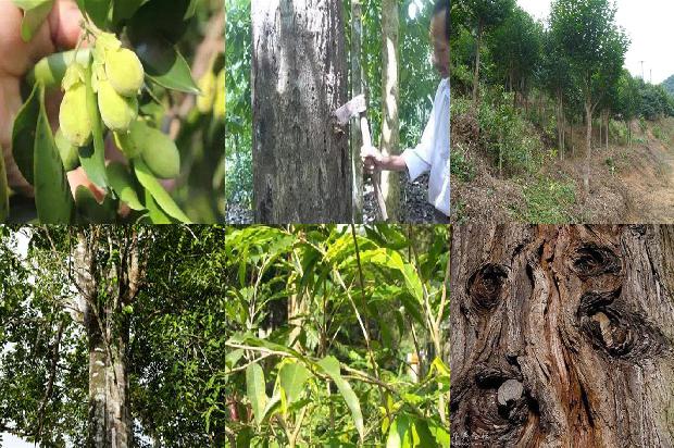 奇楠沉香树耐寒吗26条介绍，来看看有哪些1664382491956