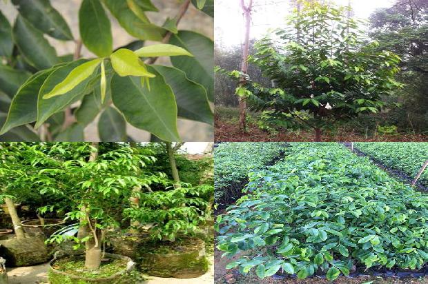 奇楠沉香树耐寒吗26条介绍，来看看有哪些1664382491962