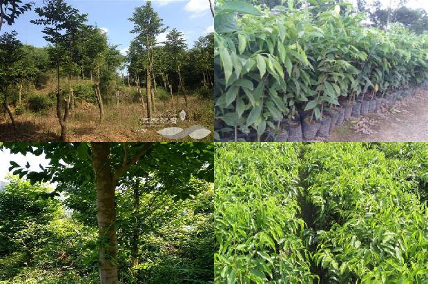 奇楠沉香树耐寒吗26条介绍，来看看有哪些1664382491968