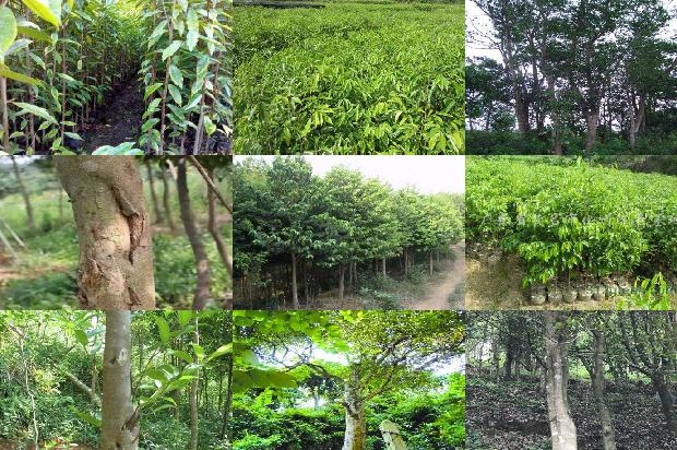 嫁接沉香树苗22条介绍