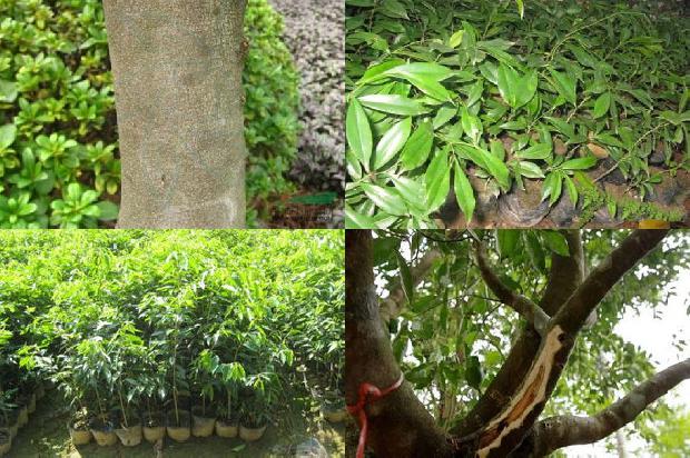 嫁接沉香树苗22条介绍1664382498686