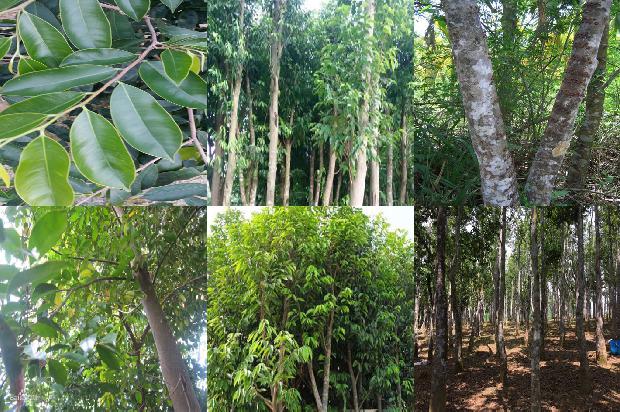 嫁接沉香树苗22条介绍1664382498698