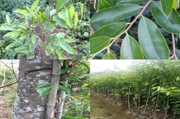 沉香树苗多少钱26条介绍，来看看有哪些