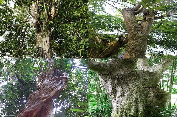 沉香树苗多少钱26条介绍，来看看有哪些1664382505469