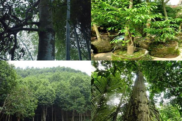 沉香树苗多少钱26条介绍，来看看有哪些1664382505475