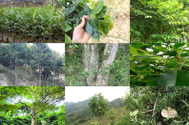 沉香树苗多少钱26条介绍，来看看有哪些1664382505481