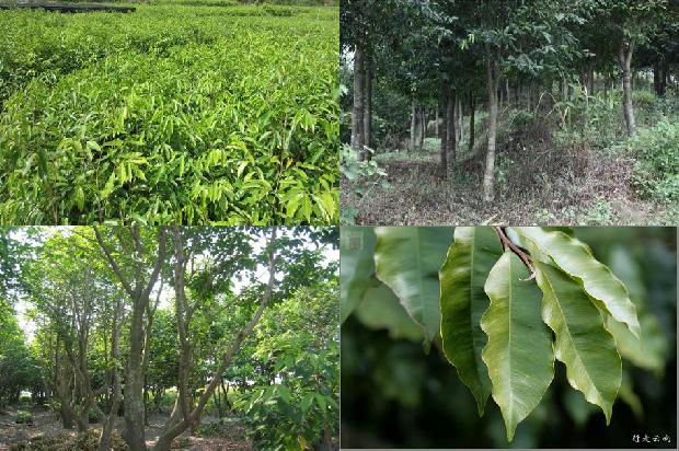 沉香树苗哪里卖21条介绍，一定要看！