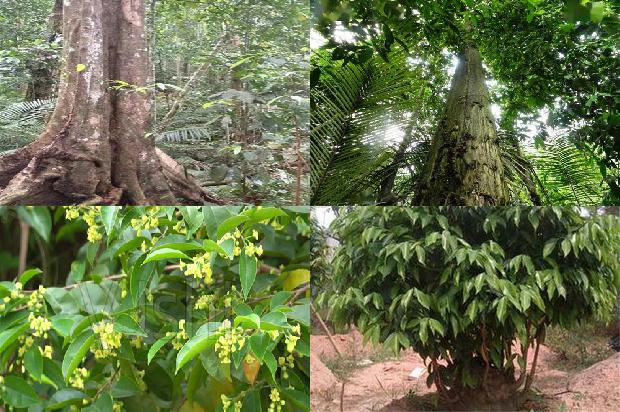 沉香树苗哪里卖21条介绍，一定要看！1664382515116