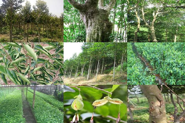 沉香树苗哪里卖21条介绍，一定要看！1664382515122