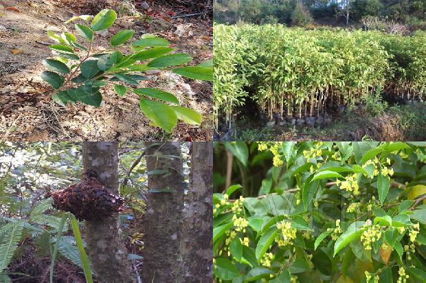 沉香树苗哪里卖21条介绍，一定要看！1664382515128