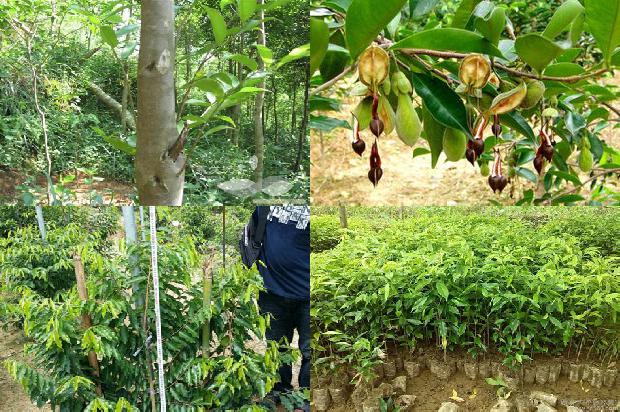 沉香树苗哪里卖21条介绍，一定要看！1664382515134