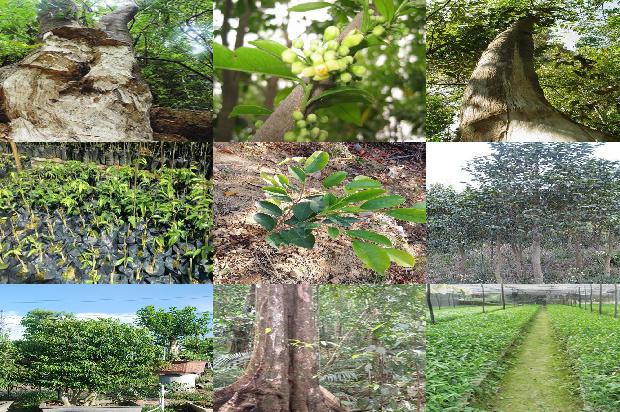 沉香树苗哪里卖21条介绍，一定要看！1664382515140