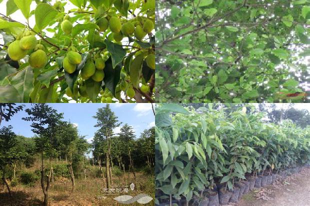 奇楠沉香树有什么用的24条小知识