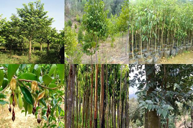 奇楠沉香树有什么用的24条小知识1664468805662