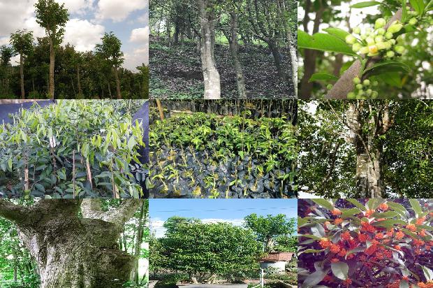 奇楠沉香树有什么用的24条小知识1664468805668