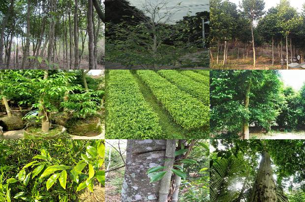 奇楠沉香树有什么用的24条小知识1664468805674