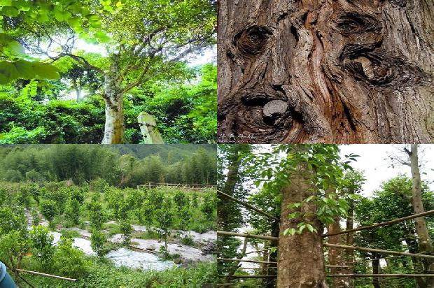 奇楠沉香树有什么用的24条小知识1664468805680