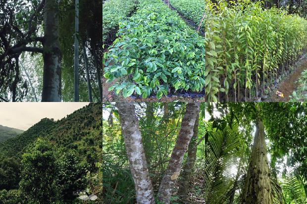 奇楠沉香树有什么用的24条小知识1664468805686