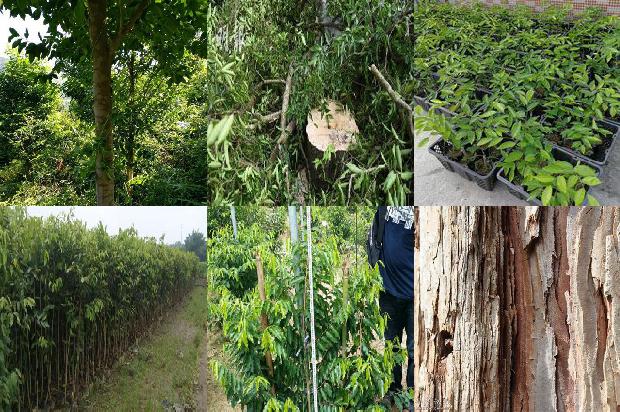 奇楠沉香树有什么用的24条小知识1664468805692