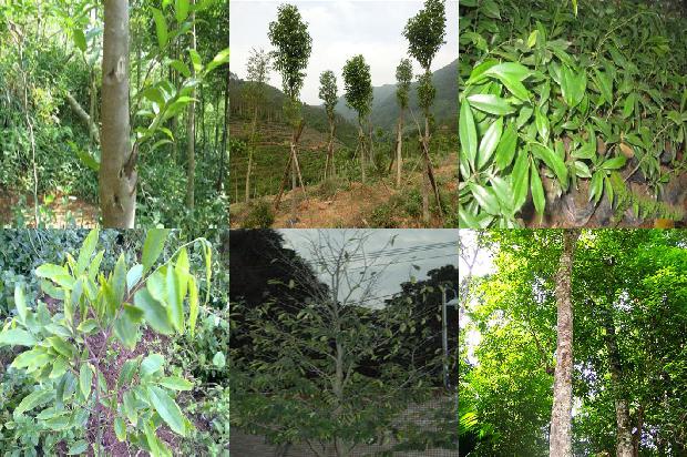 沉香树结香液-必看37条小知识