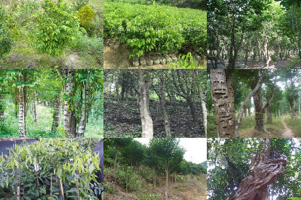 沉香树结香液-必看37条小知识1664468818768