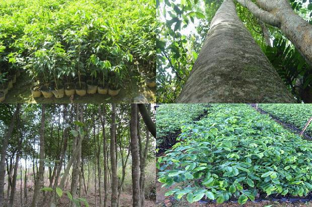 沉香树结香液-必看37条小知识1664468818774