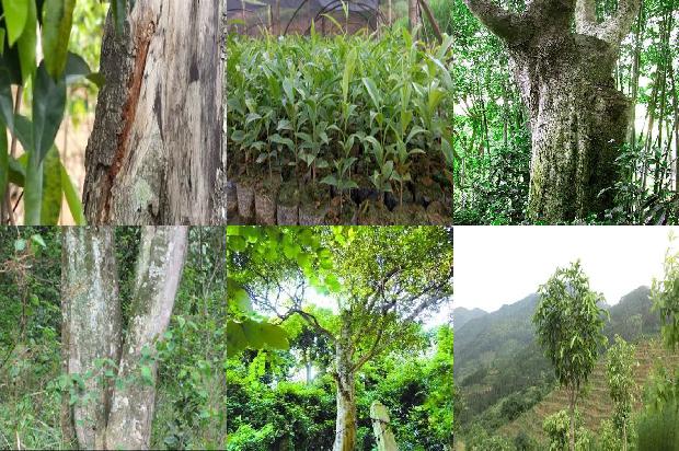 沉香树结香液-必看37条小知识1664468818780