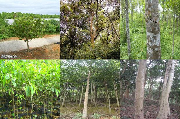 沉香树结香液-必看37条小知识1664468818786