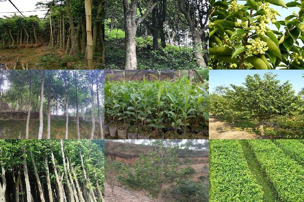 沉香树结香液-必看37条小知识1664468818792