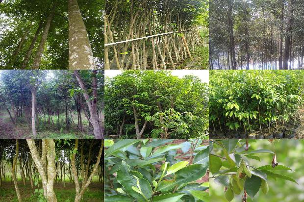 沉香树苗价钱28条介绍1664468827565