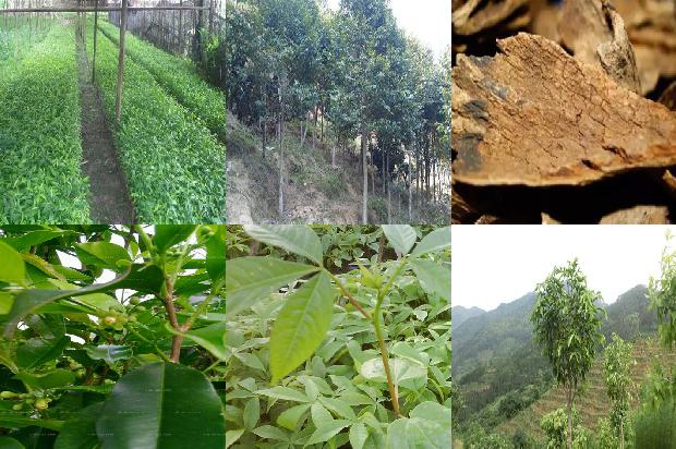 沉香树苗价钱28条介绍1664468827571