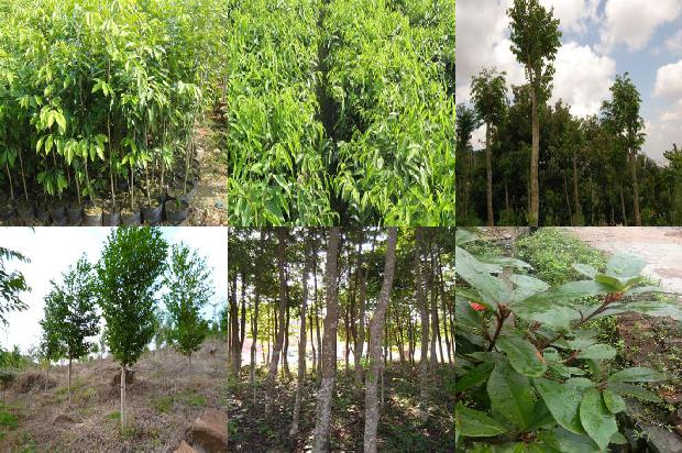 沉香树苗价钱28条介绍1664468827577