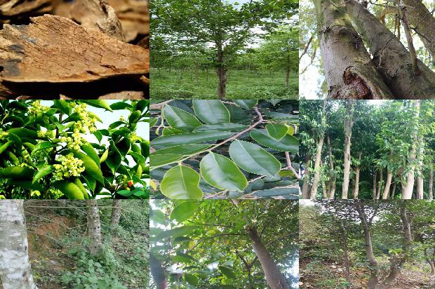 沉香树苗价钱28条介绍1664468827583