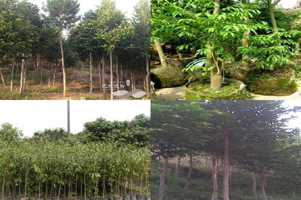 沉香树输液的29条小知识