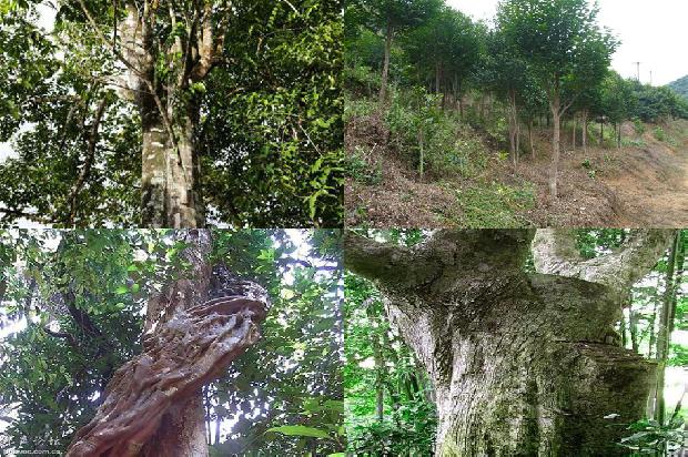 沉香树输液的29条小知识1664468832999