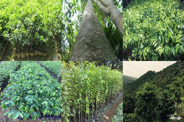 沉香树输液的29条小知识1664468833005