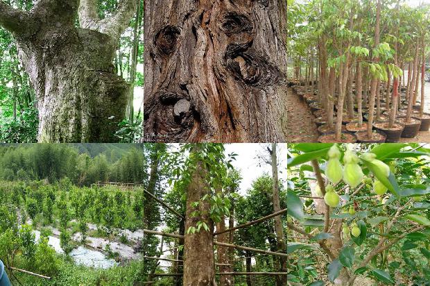 楠沉香树必看18点！1664468843945