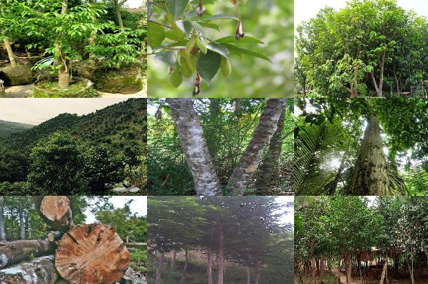 楠沉香树必看18点！1664468843951