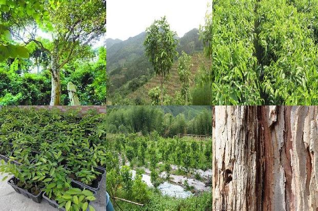 楠沉香树必看18点！1664468843957