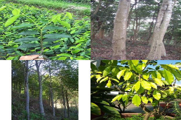 楠沉香树必看18点！1664468843963