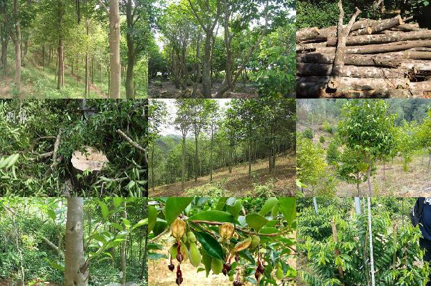 楠沉香树必看18点！1664468843969