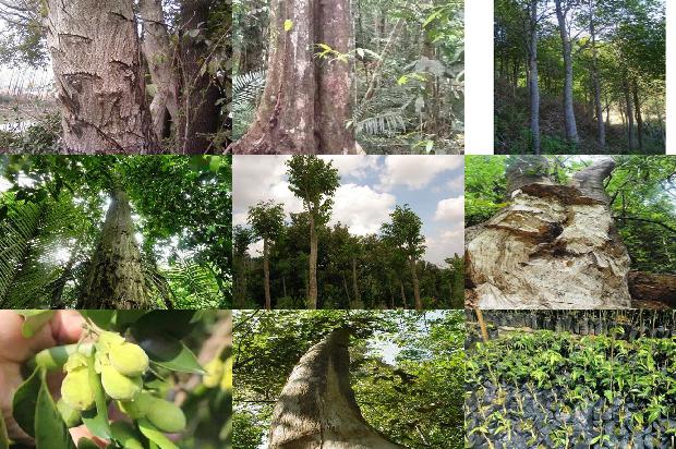 楠沉香树必看18点！1664468843975