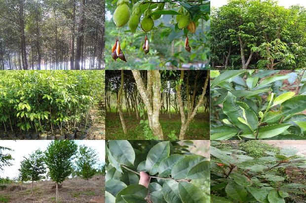 沉香树的种类26条介绍