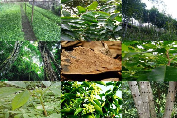 沉香树的种类26条介绍1664468852304