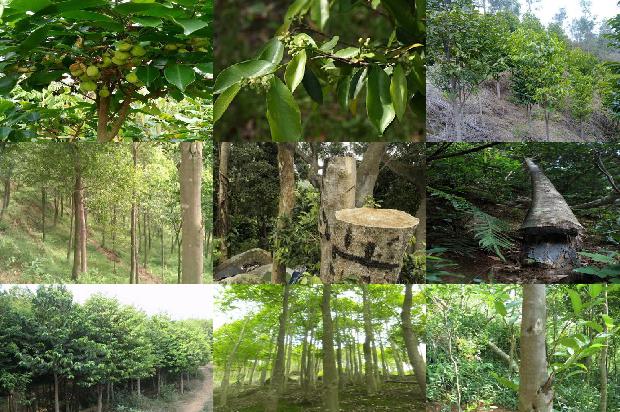 沉香树的种类26条介绍1664468852310