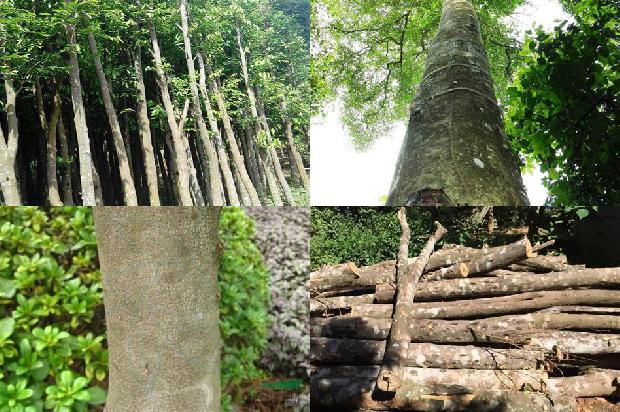 沉香树的种类26条介绍1664468852316